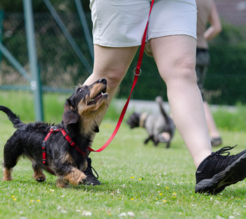 Dog on Leash